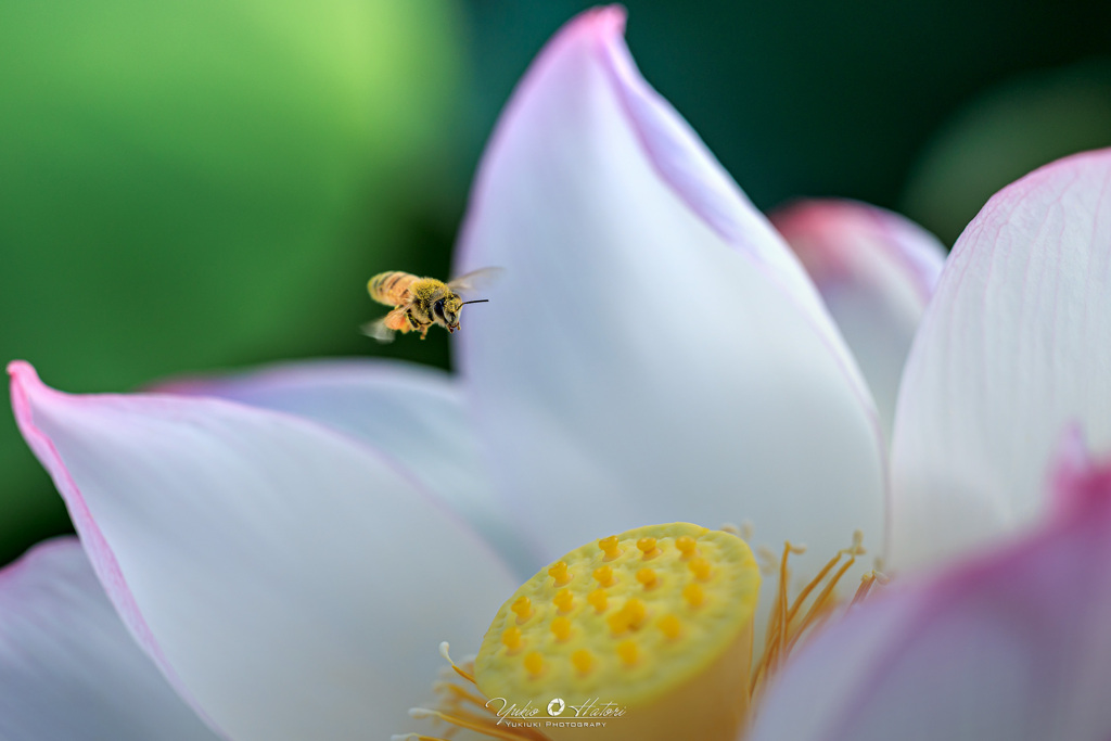 酔妃蓮とミツバチ