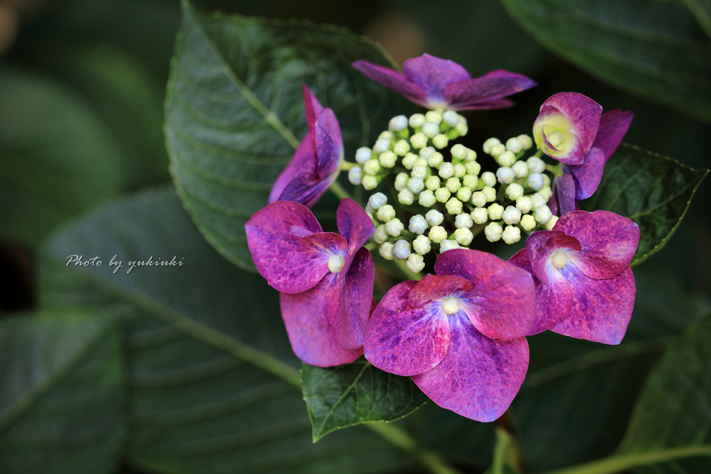 玉敷公園の紫陽花5