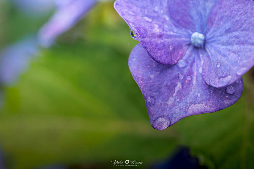 我が家の紫陽花Ⅲ