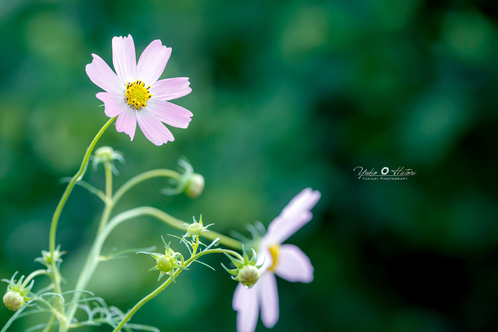 秋桜