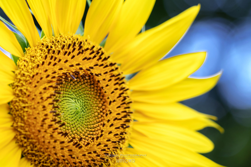 SunflowerⅠ