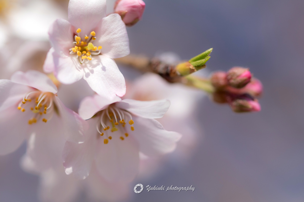 Cherry Blossoms