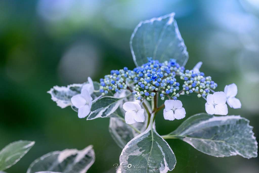 Hydrangea
