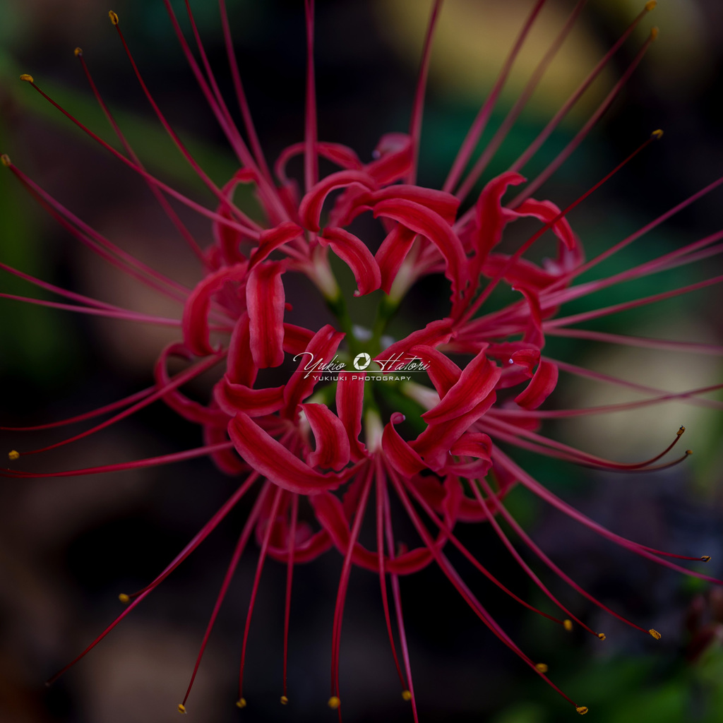 曼殊沙華