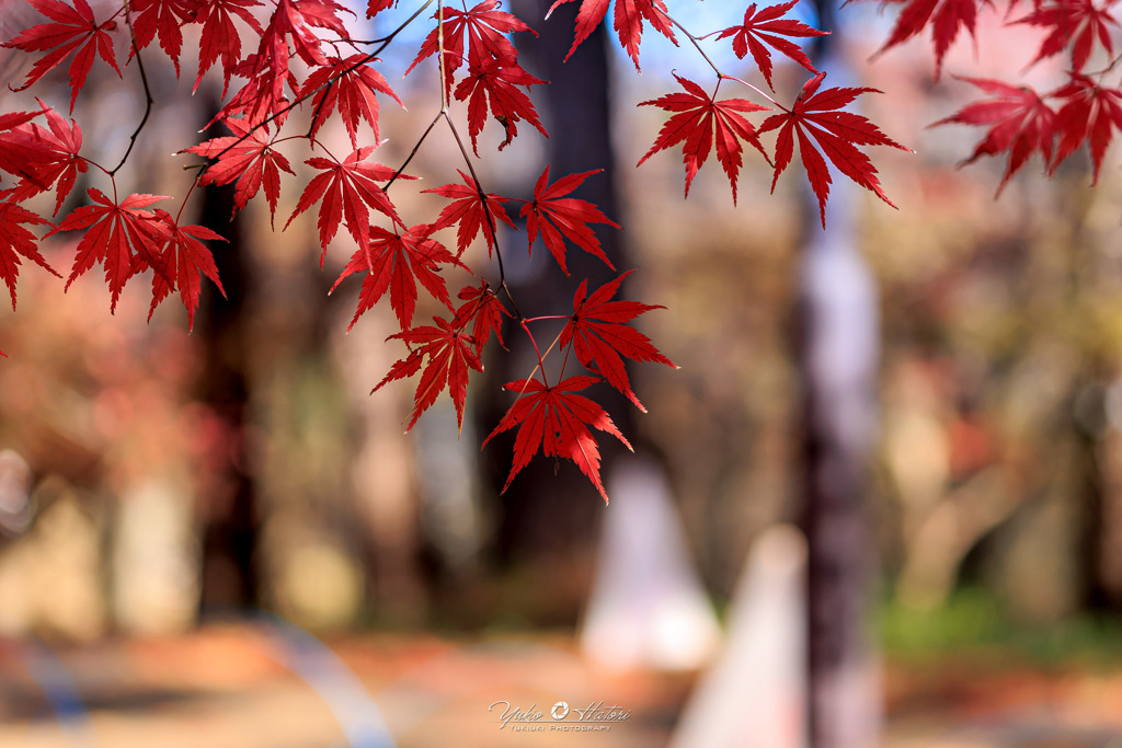 紅葉の暖簾