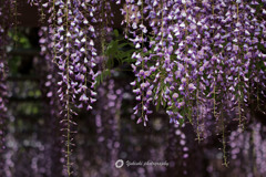 Wisteria