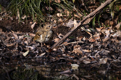 トラツグミ