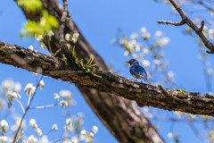オオルリの花見