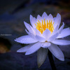 輝く睡蓮
