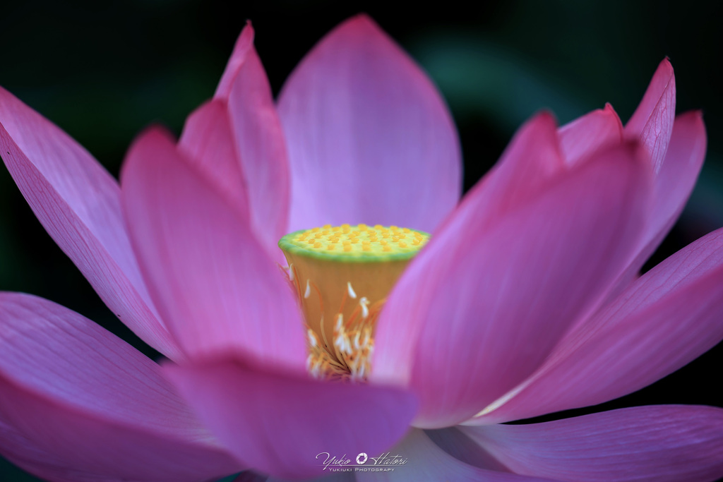 古代蓮Ⅲ