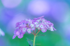 権現堂公園の紫陽花Ⅴ