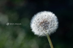 Dandelion fluff