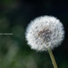 Dandelion fluff