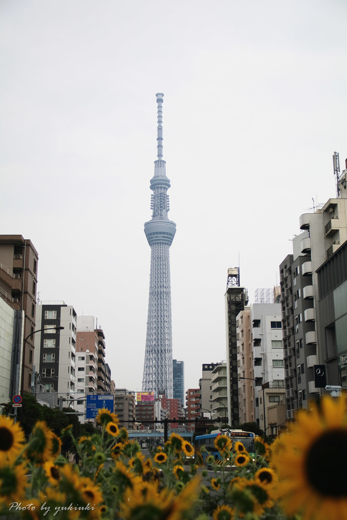 向日葵が見上げるSKYTREEⅡ