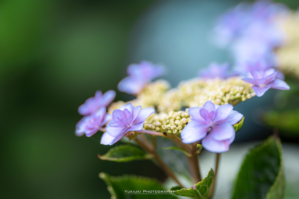 能護寺の紫陽花Ⅴ
