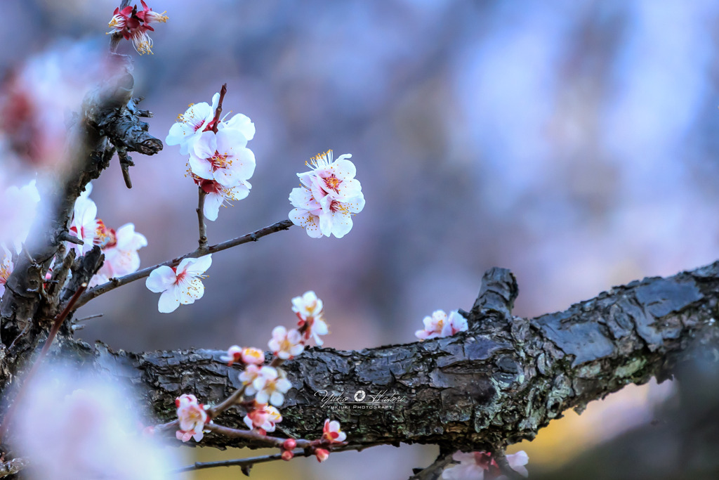 梅の花も終わり