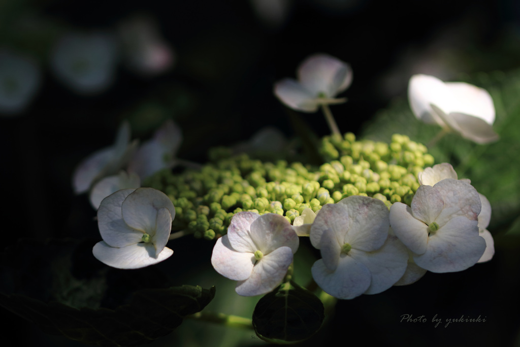 玉敷公園の紫陽花6