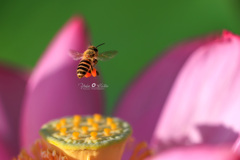 蓮とミツバチ