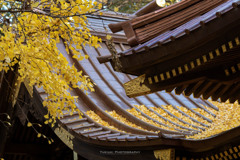 玉敷神社の銀杏Ⅱ