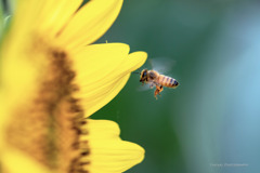 向日葵とミツバチ
