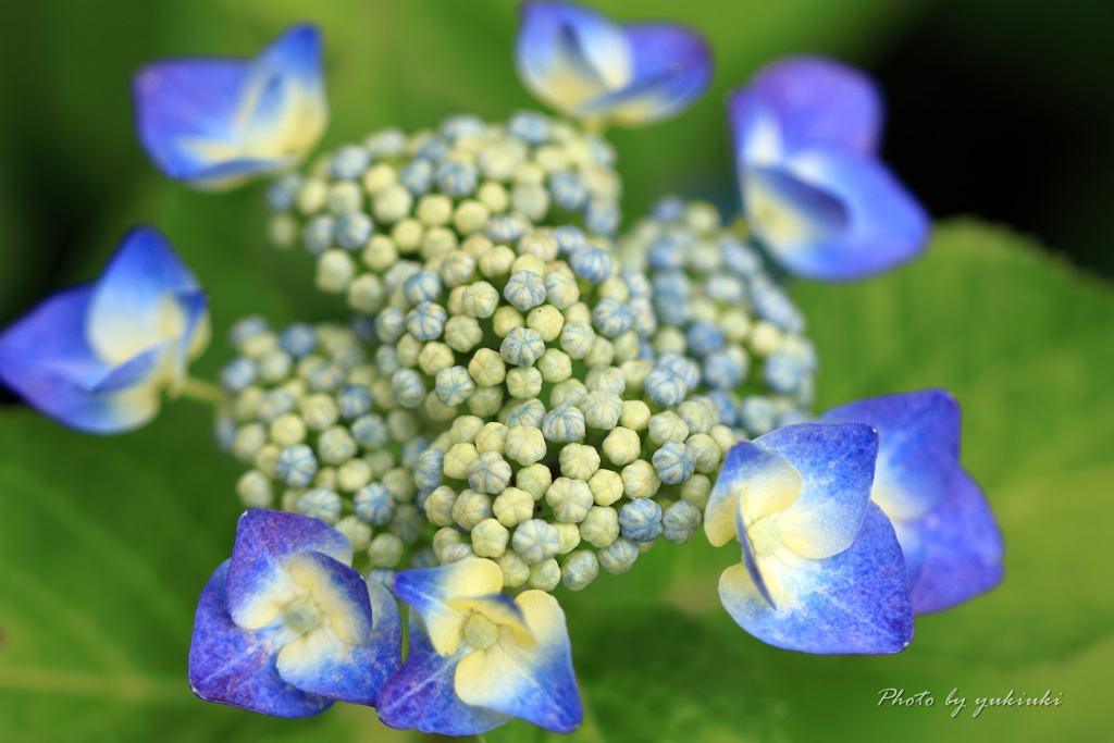 額紫陽花１