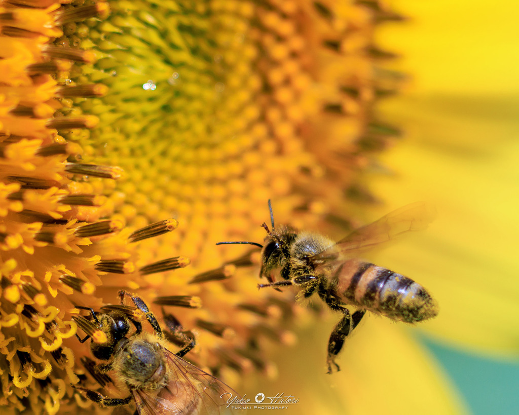 太陽に向かうミツバチ