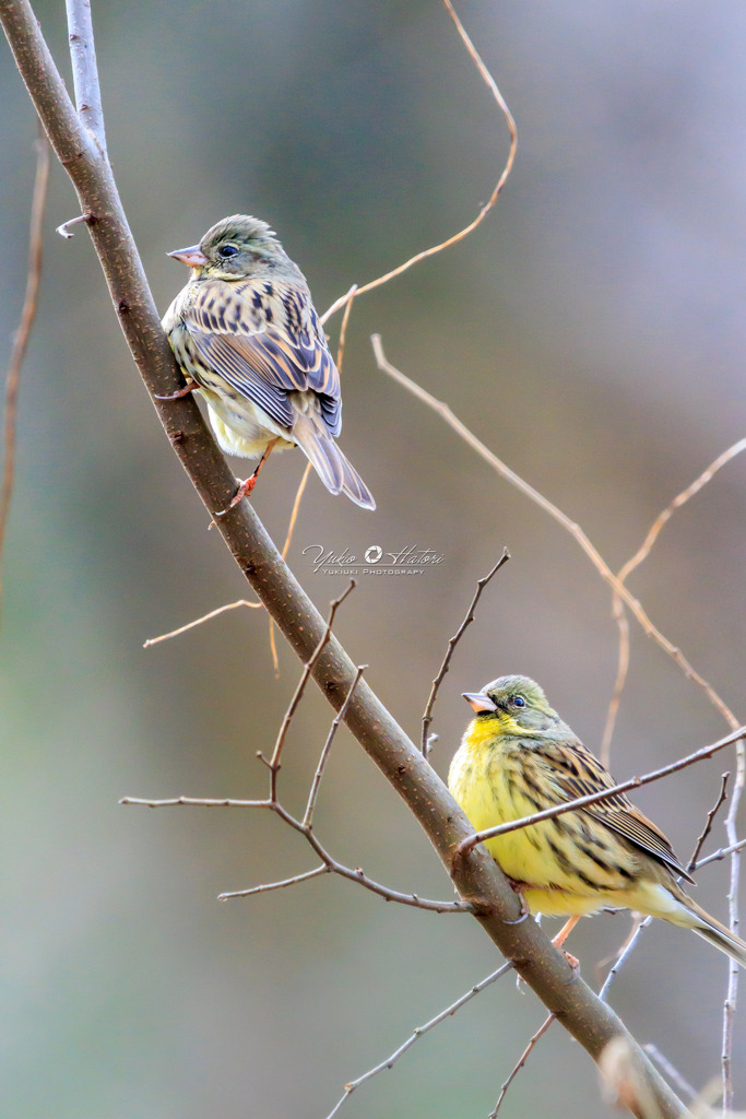 アオジ♂×２