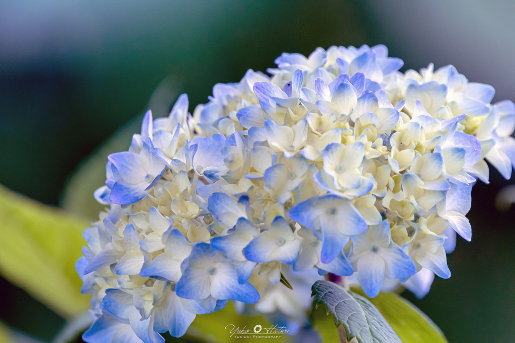 紫陽花の季節