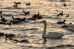 夕陽の中の白鳥