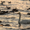 夕陽の中の白鳥