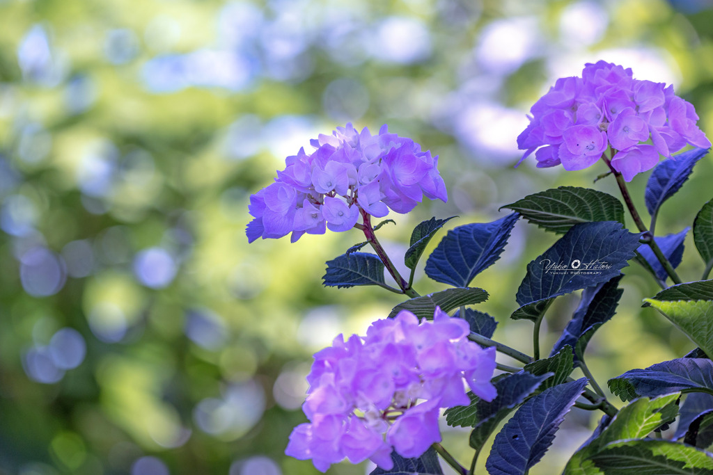 木漏れ日の中の紫陽花