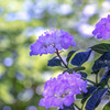 木漏れ日の中の紫陽花