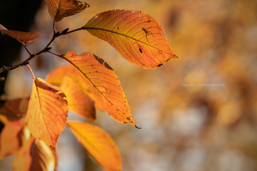 Autumn color