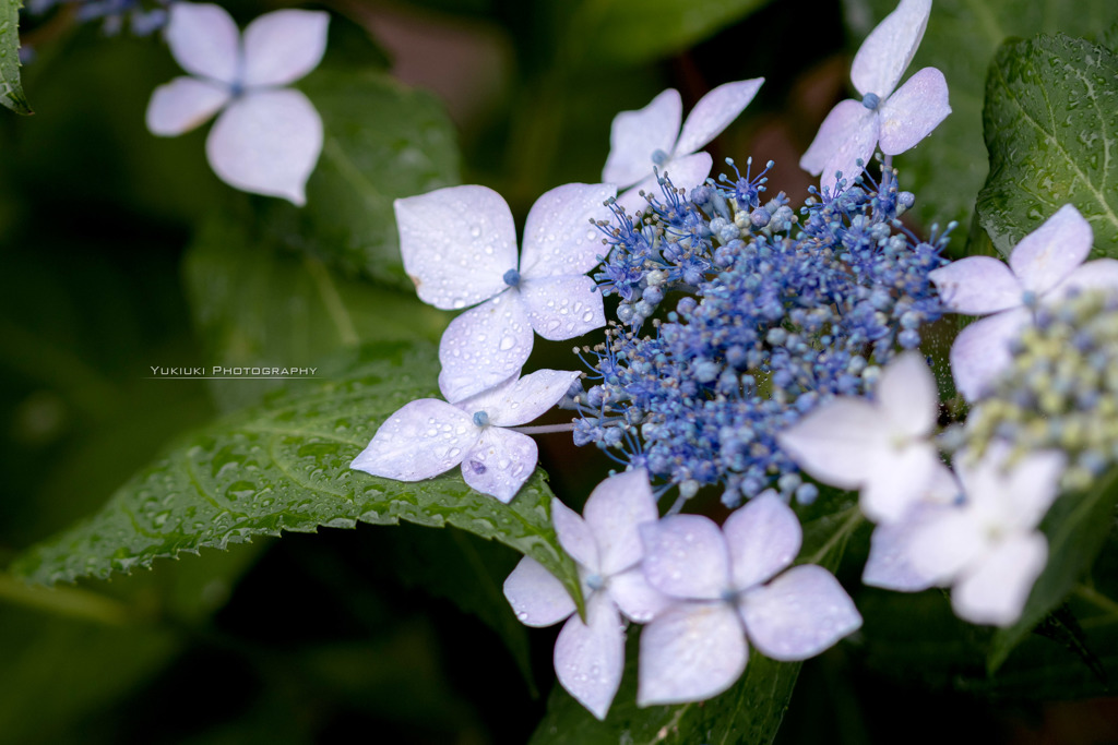 ある雨の日の紫陽花Ⅰ