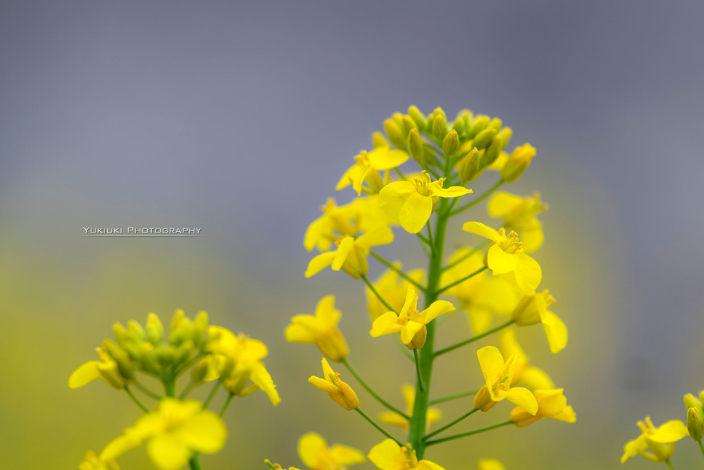 菜の花