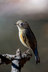 ルリビタキ♀