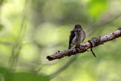 この子の名前は？