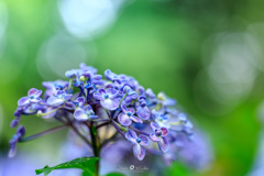 Hydrangea