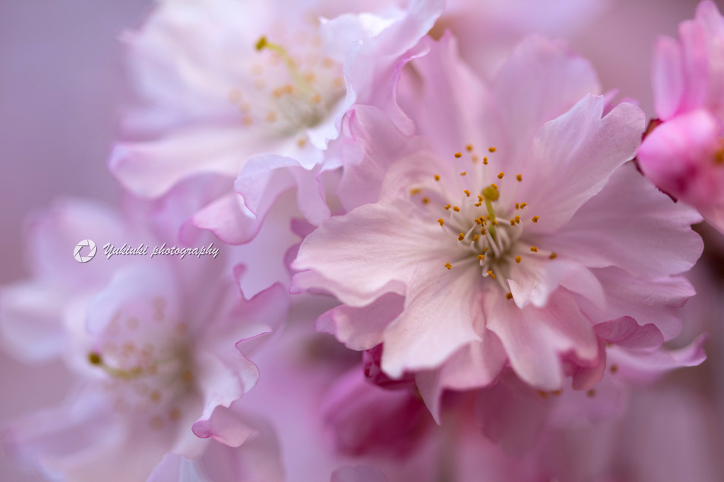 枝垂れ桜