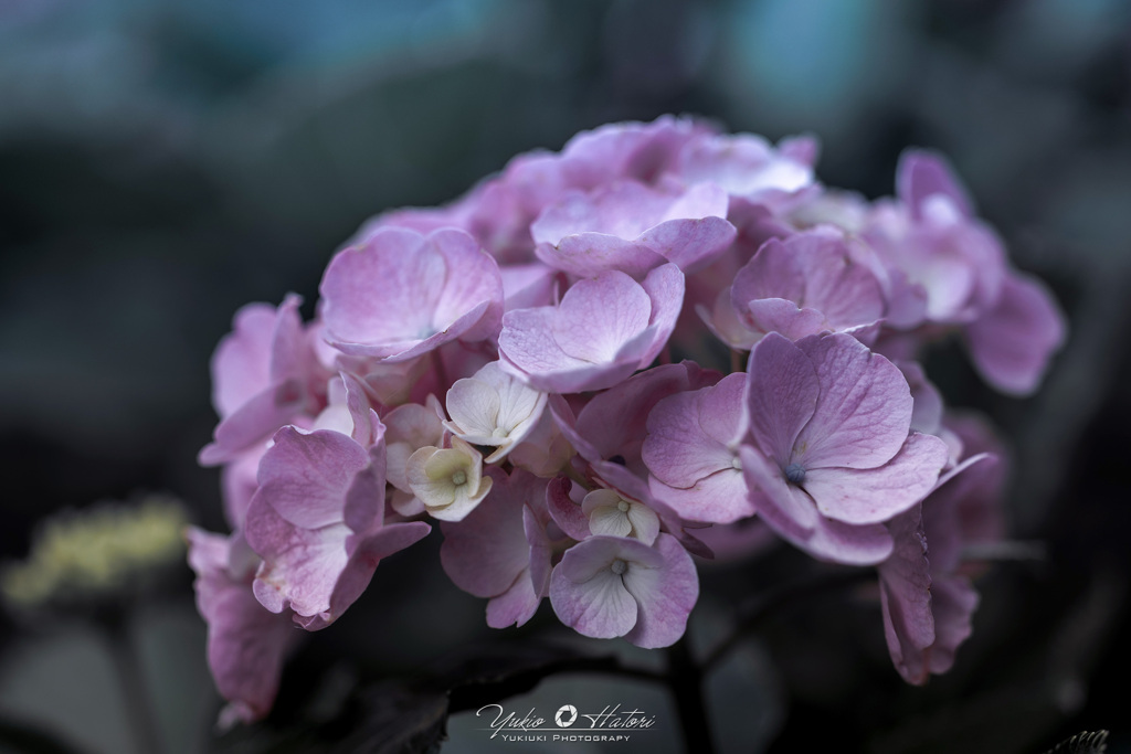 紫陽花Ⅳ