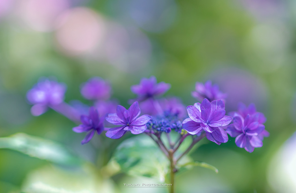 権現堂公園の紫陽花Ⅷ