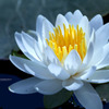 睡蓮