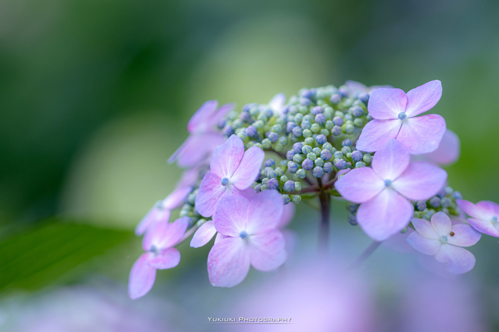 能護寺の紫陽花Ⅹ