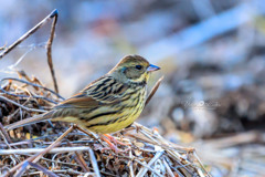 アオジ♀