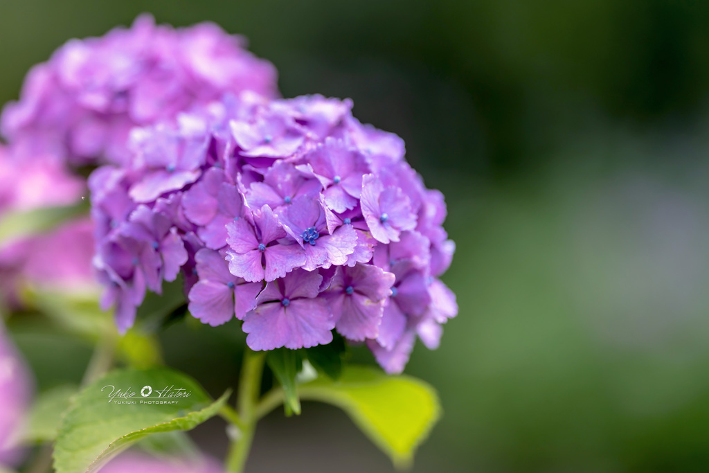 Purple hydrange