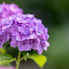 Purple hydrange