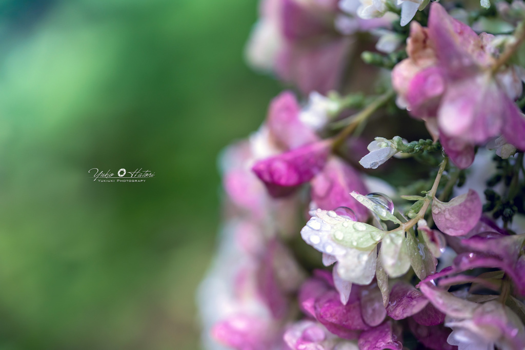 柏葉紫陽花