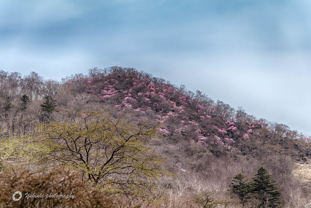 覚満淵から望む篭山