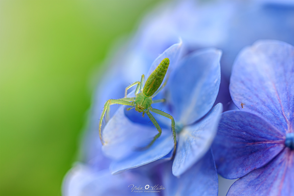 紫陽花の中の住人