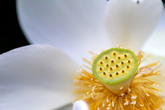 白い蓮の花